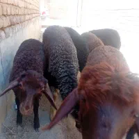 ۷عددبره نر وماده