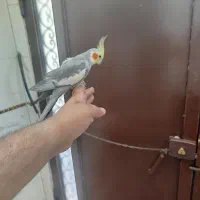 عروس هلندی سخنگو