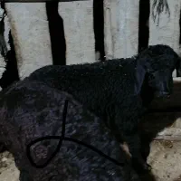ماده بره