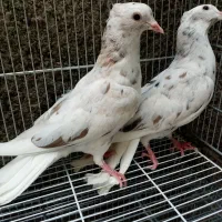 جوجه هفت رنگ