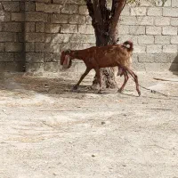 بز تالی ۱ ماه نری خورده ۳ قلو زاه