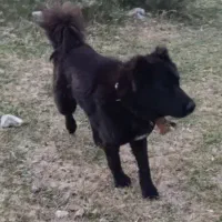 سگ گله نگهبان