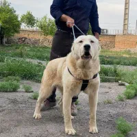 واگزاری سگ ماده آلابای با اصالت