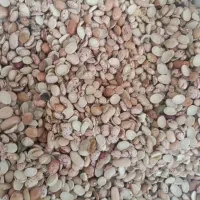 لوبیاچیتی ولپه لوبیاچیتی