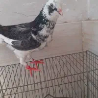 کبوتر