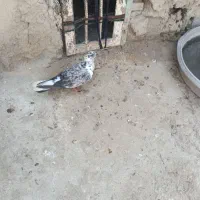 کبوتر سینه دم سفید و شازده سبز