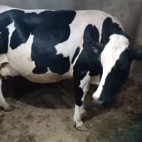 گاو هلشتاین
