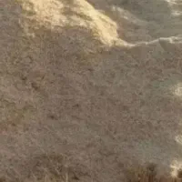 فروش کاه نخود محلی پاک