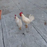 دوعدد خروس خانگی جوان