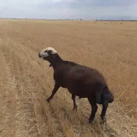 قوچ