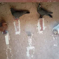 کفتر|پرنده|زرند, |دیوار