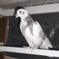 ابلق