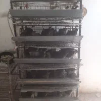 قفس و بلدرچین ماده