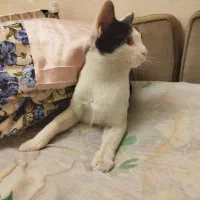 گربه بازیگوش باهوش