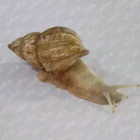 حلزون