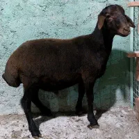 قوچ هترو زیگوت