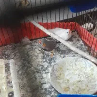 فنچ