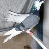 کفتر