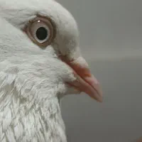 شیراز ارسال هم دارم همه با هم ۴۵۰۰۰