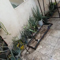 گل و گلدان آلورا و کاکتوس