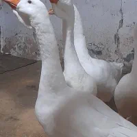 قوغاز اصیل لیندا