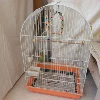 پرنده فروشی طوطی مرغ عشق