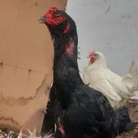 یک عدد خروس لاری نژاد اوشامو
