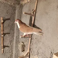 چپ زرد چپ مگسی ساده هفت رنگ