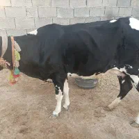 گاو و گوساله نر