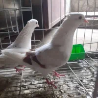 کبوتر گرده دار