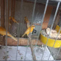 تعدادی قناری.نر و ماده