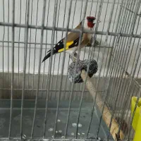 یک عدد سهره نر کشیده سالم