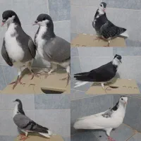 مفلق دمگیر بدرنگ زره ای دولا گلپنبه سیاه پشت دوبحر