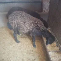 بره ریز و درشت