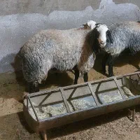 بره شال اصلی