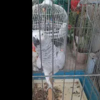 طوطی کاسکو پرحرف