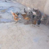 مرغ