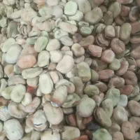 باقلا خشک تازه محصول امسال