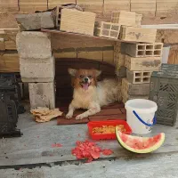 سگ نژاد روباهی