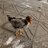 جوجه مرغ زرنگ