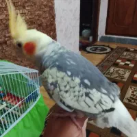 عروس ۴ماهه نر رام اصلا نوک نمیگیره