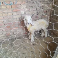 بره|حیوانات مزرعه|زاهدان, |دیوار