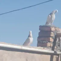 کبوتر سرور