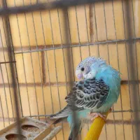 مرغ عشق