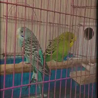 مرغ عشق
