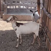 بز و کهره نر