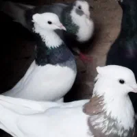 کفتر طوقی پرشی به شرط