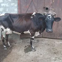 گاو دورگ با گوساله نر ۲۰کیلو شیر صحرا رو