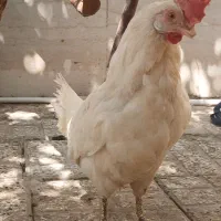 فروش مرغ تخم گذار