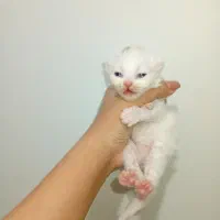 گربه پرشین با 3عدد بچه توله